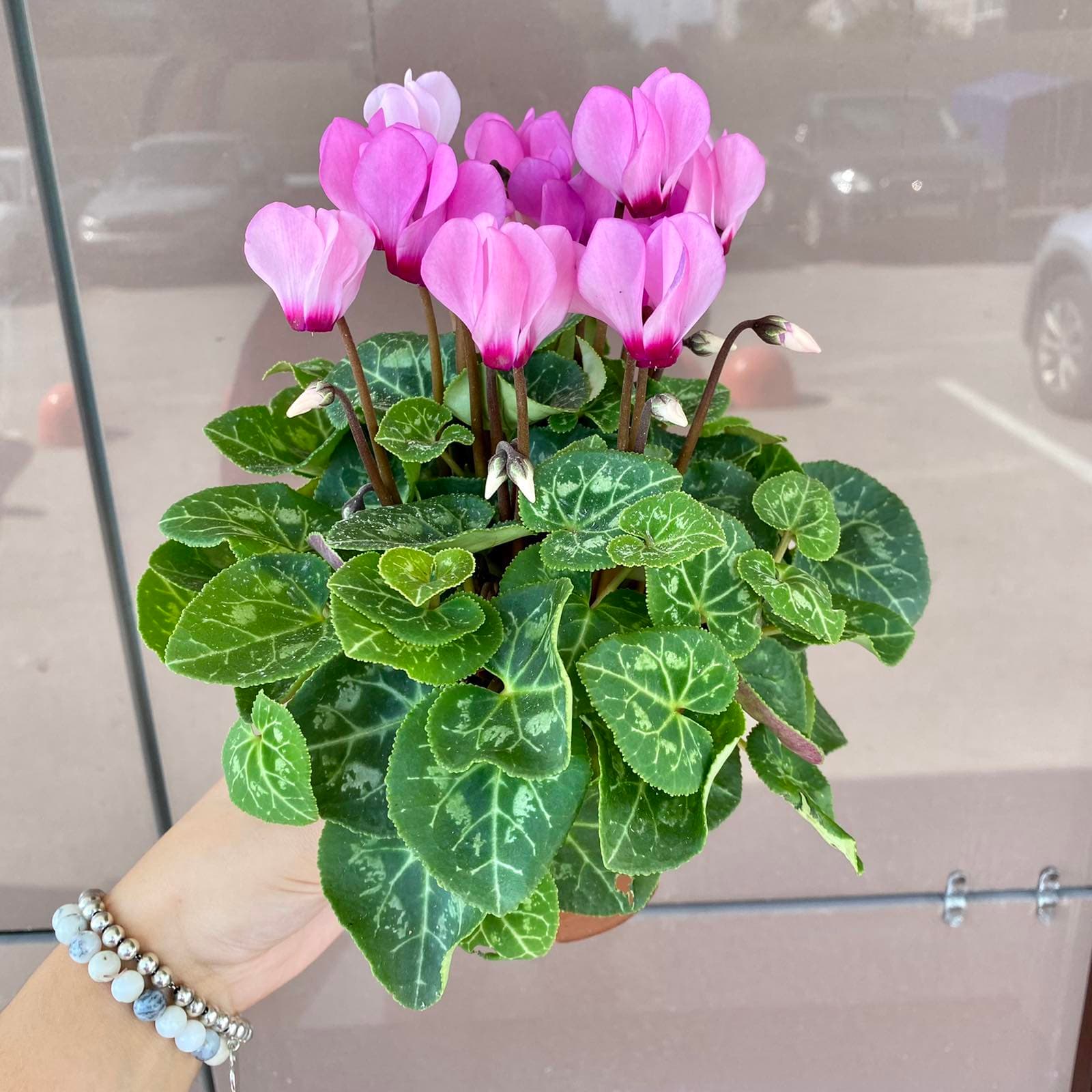 Цикламен
