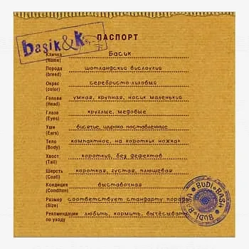 Кошечка Ли-Ли в спортивной шапке